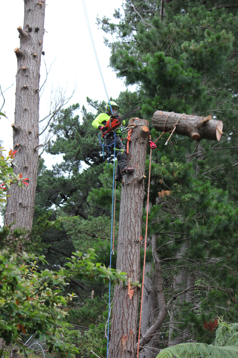 Arborist in Manawatu, Otaki, Kapiti and Paraparaumu