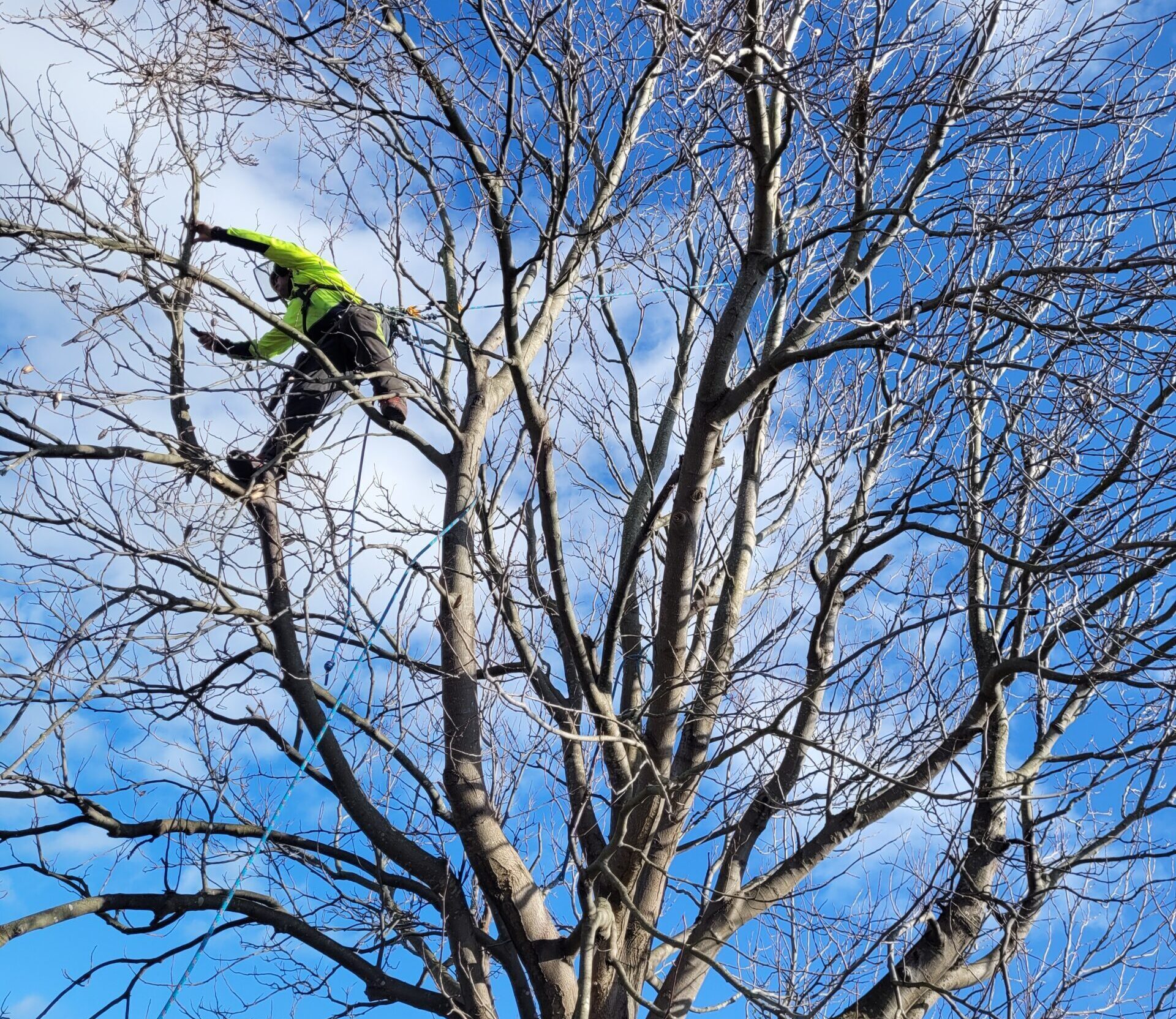 Tree trimming in Manawatu, Otaki, Kapiti & Paraparaumu
