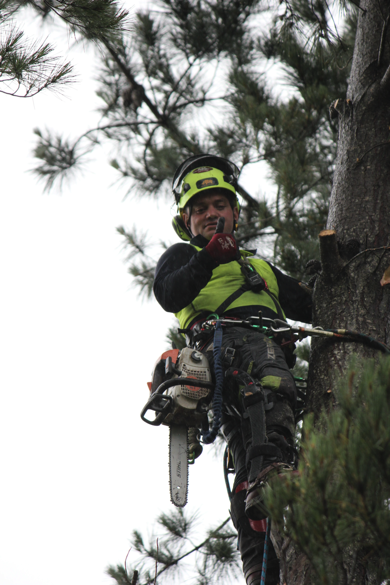 Tree Surgeon in Manawatu, Otaki, Kapiti & Paraparaumu