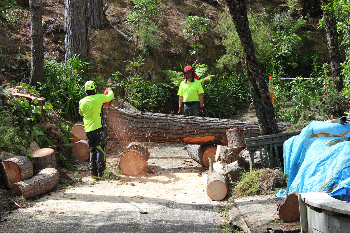 Tree Cutting in Manawatu, Otaki, Kapiti & Paraparaumu