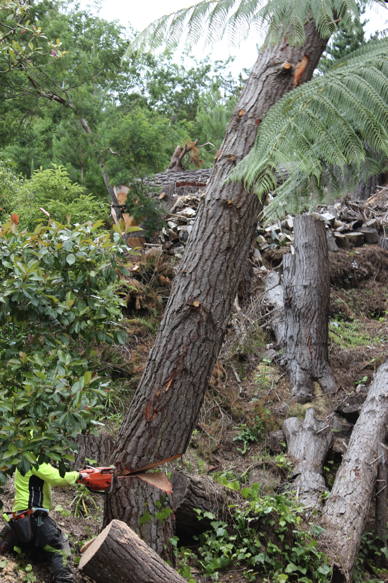 Tree Felling in Manawatu, Otaki, Kapiti & Paraparaumu